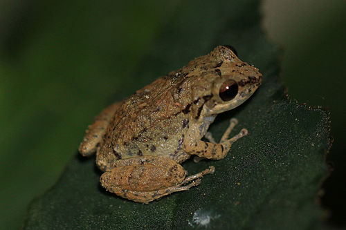 Antilles coqui